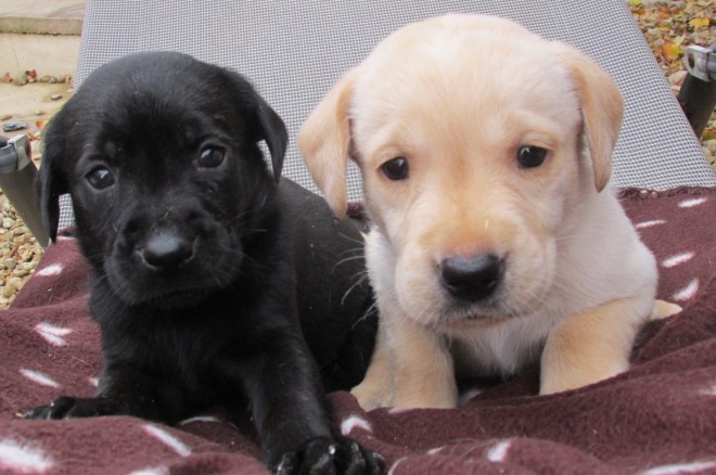 Beautiful Labrador Puppies