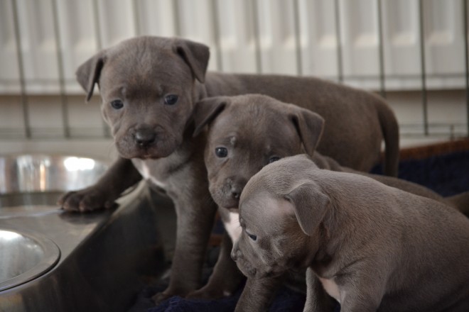 Staffordshire Bull Terrier puppies