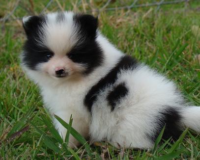 Pomeranian Puppy′s