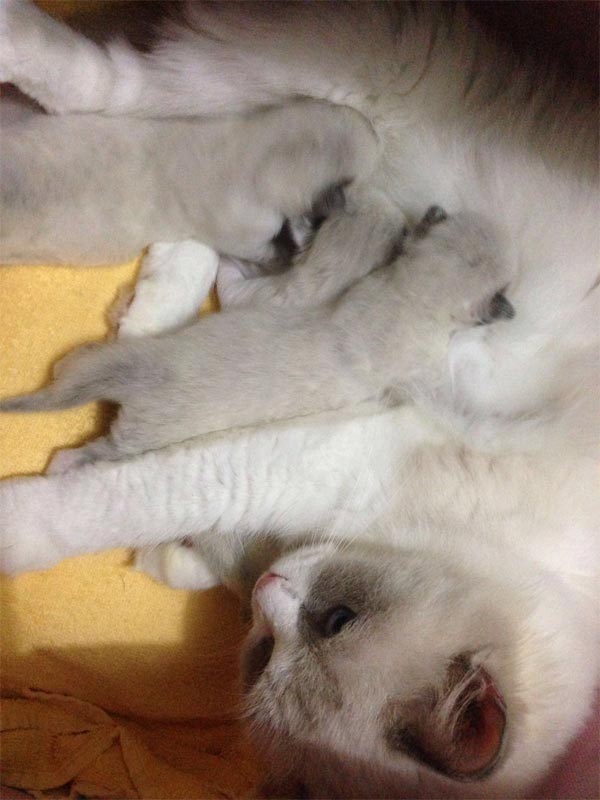 Ragdoll kitten for sale hk