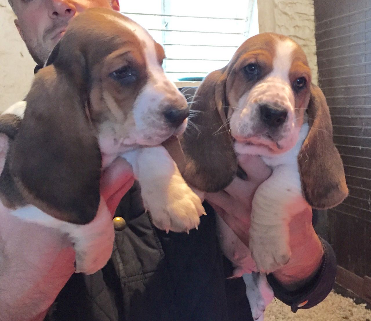 K.c Reg Beagle Puppies From Irish Champion Breads