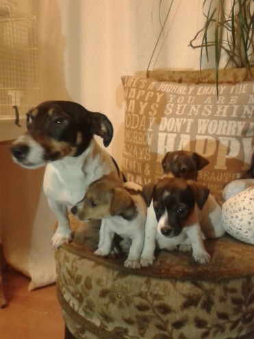 Quality Miniature Bob-tail Jack Russell Pups