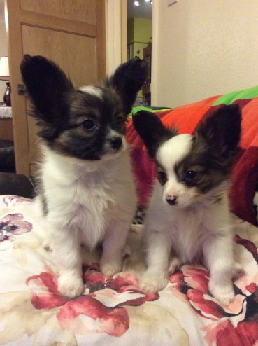 Bashfull Bertie From Bow , Beautiful Papillon Boy