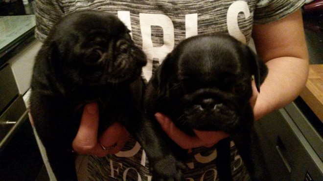 Beautiful Pugs For Sale