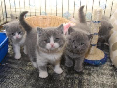 Gccf active british short hair kittens