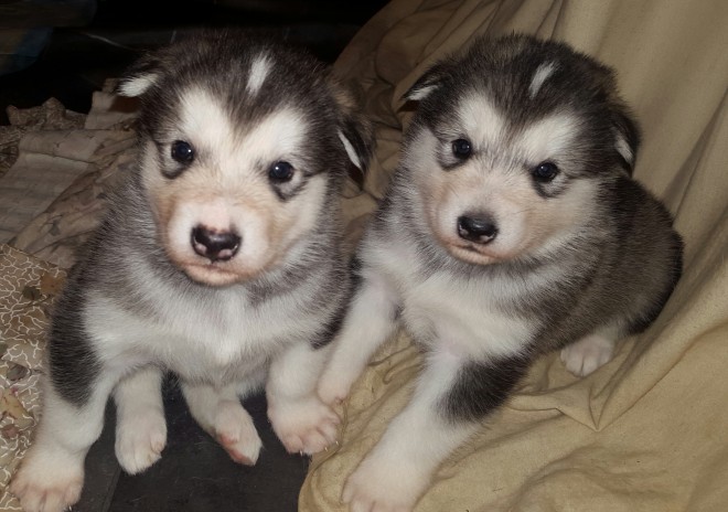 Kc Reg Alaskan Malamute Puppies