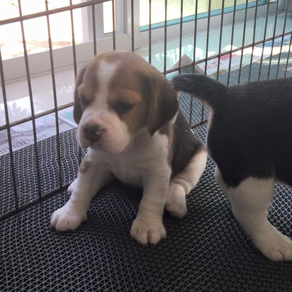 Pedigree Beagle puppies ready