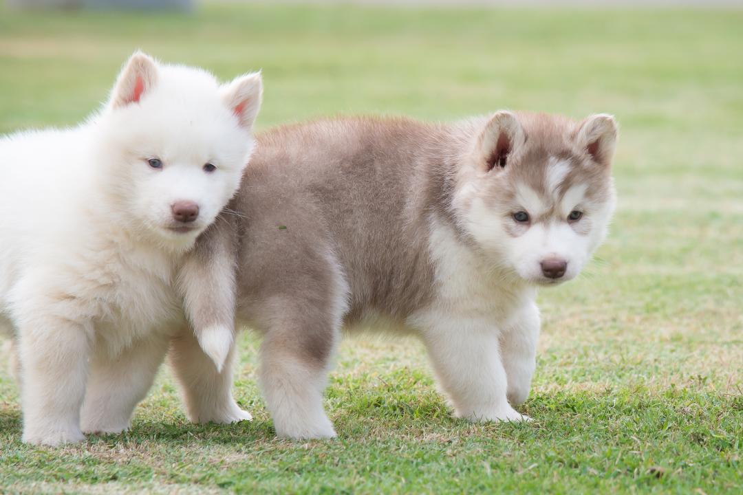 Woolly Coat White Husky