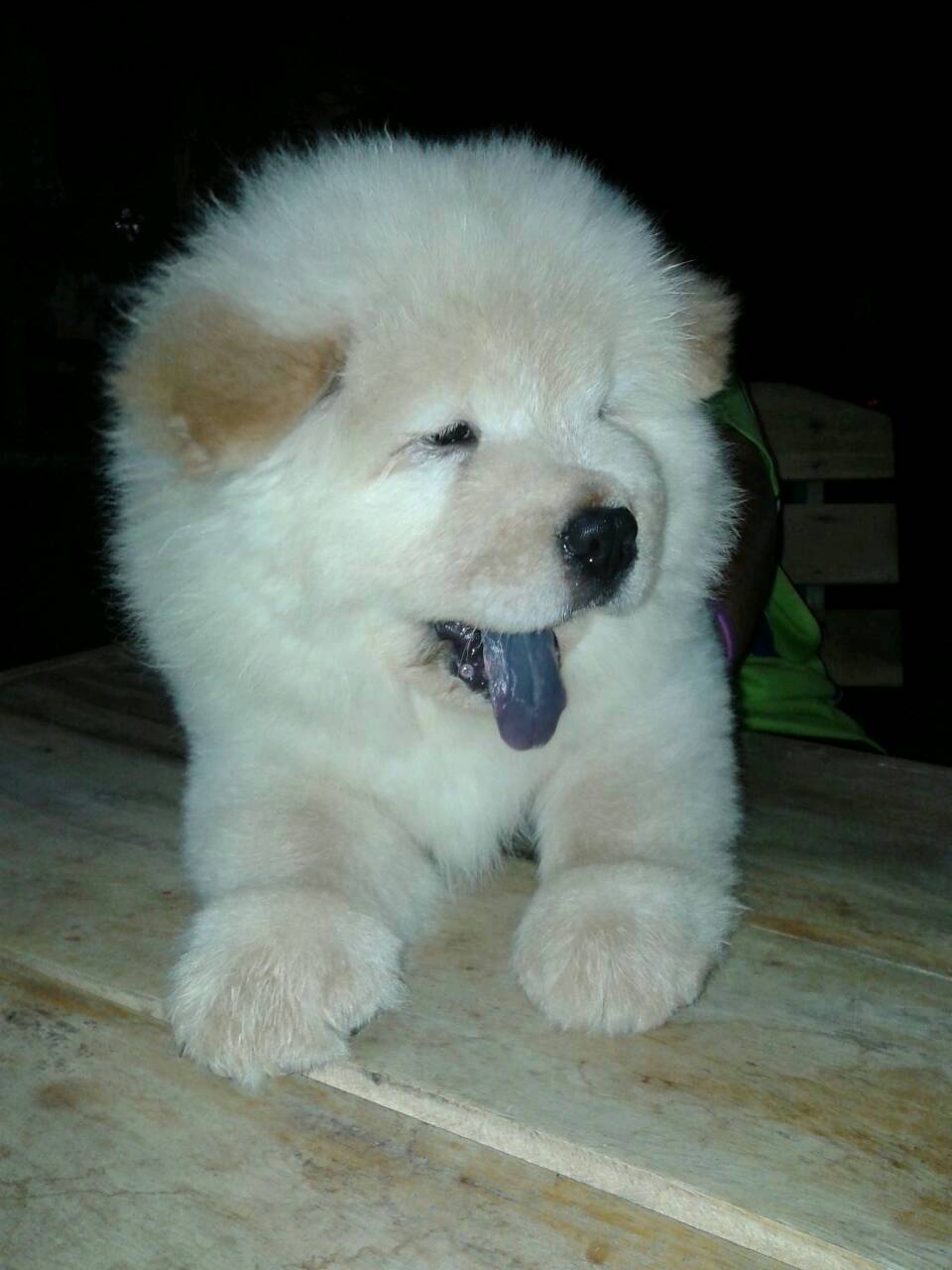 Beautiful Pedigree Lion head chow chow puppies ready 