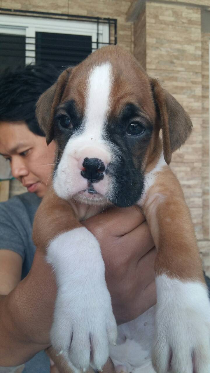 Show Quality Boxer Puppies Ready for lovely homes