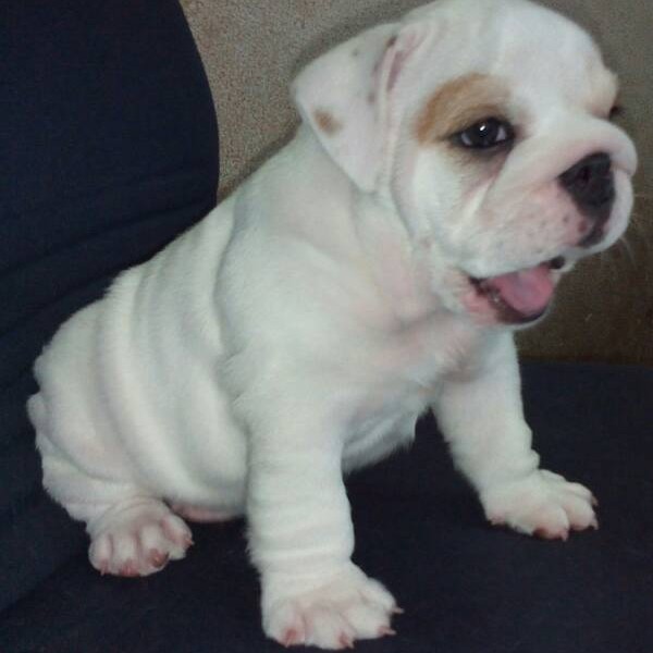 Pedigree White Bulldog Puppy ready 