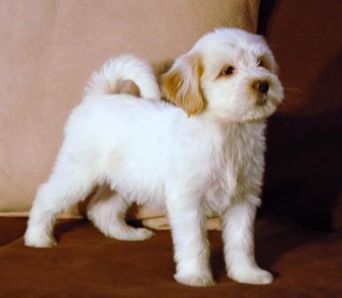 Tibetan Terrier And Tibetan spaniel puppies