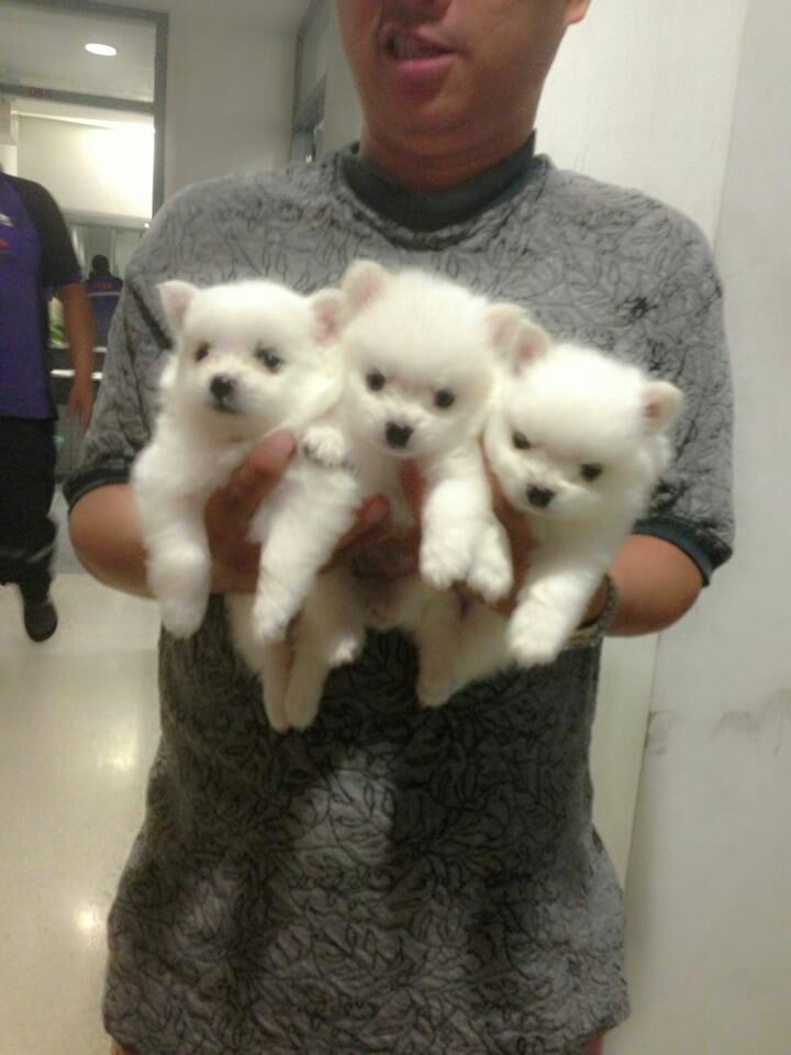 Cute Pomeranian Puppies