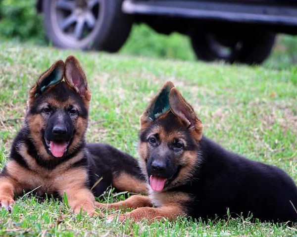 Champion blood line Pedigree German Shepherd Puppies