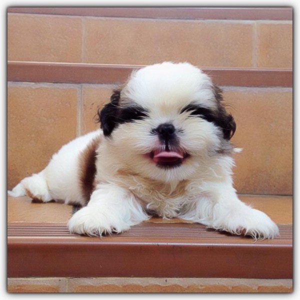 Shih tzu Puppies available