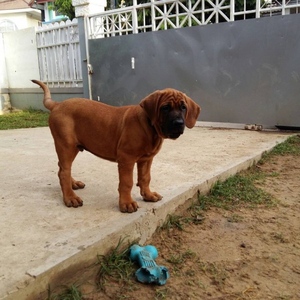 Tosa Inu Male and female Puppies