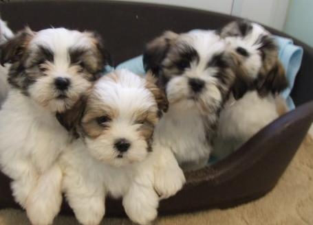  Lhasa Apso Pups