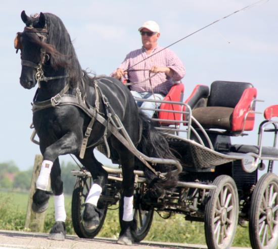 Frisian Horses (Max)