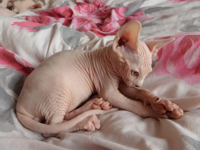 Beautiful sphynx kitten