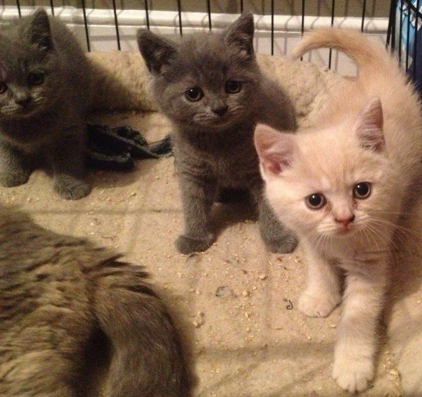 British Shorthair Kittens.