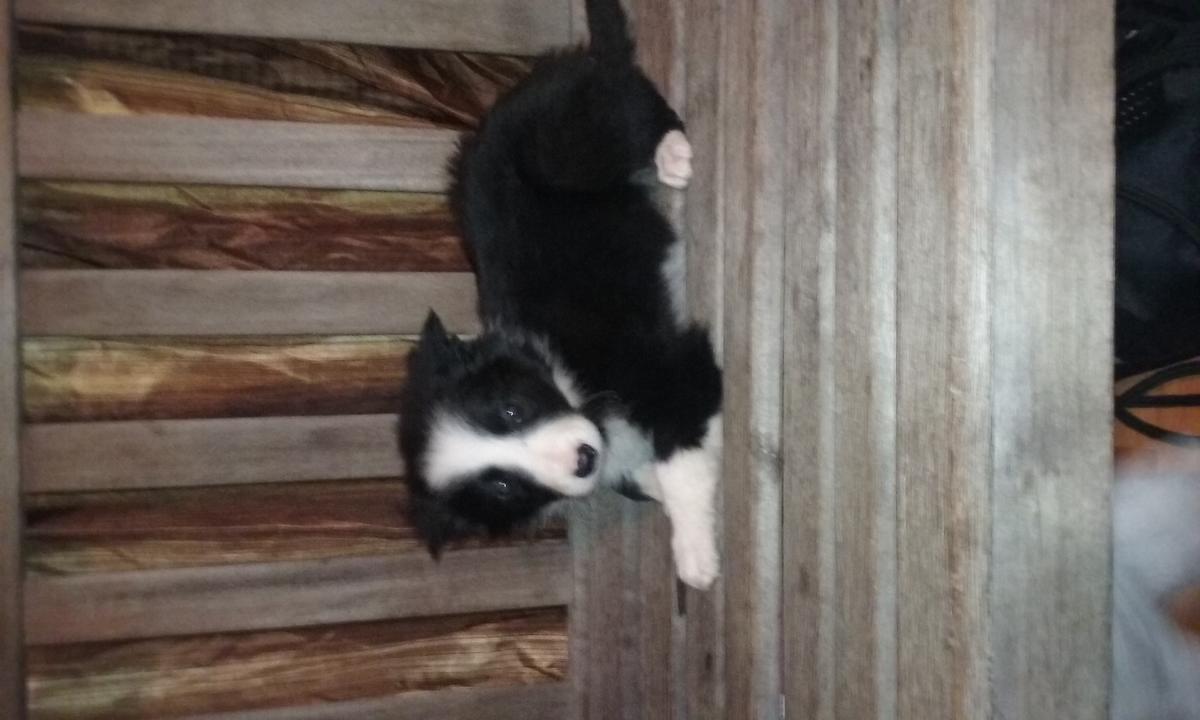 Border Collie Puppies 