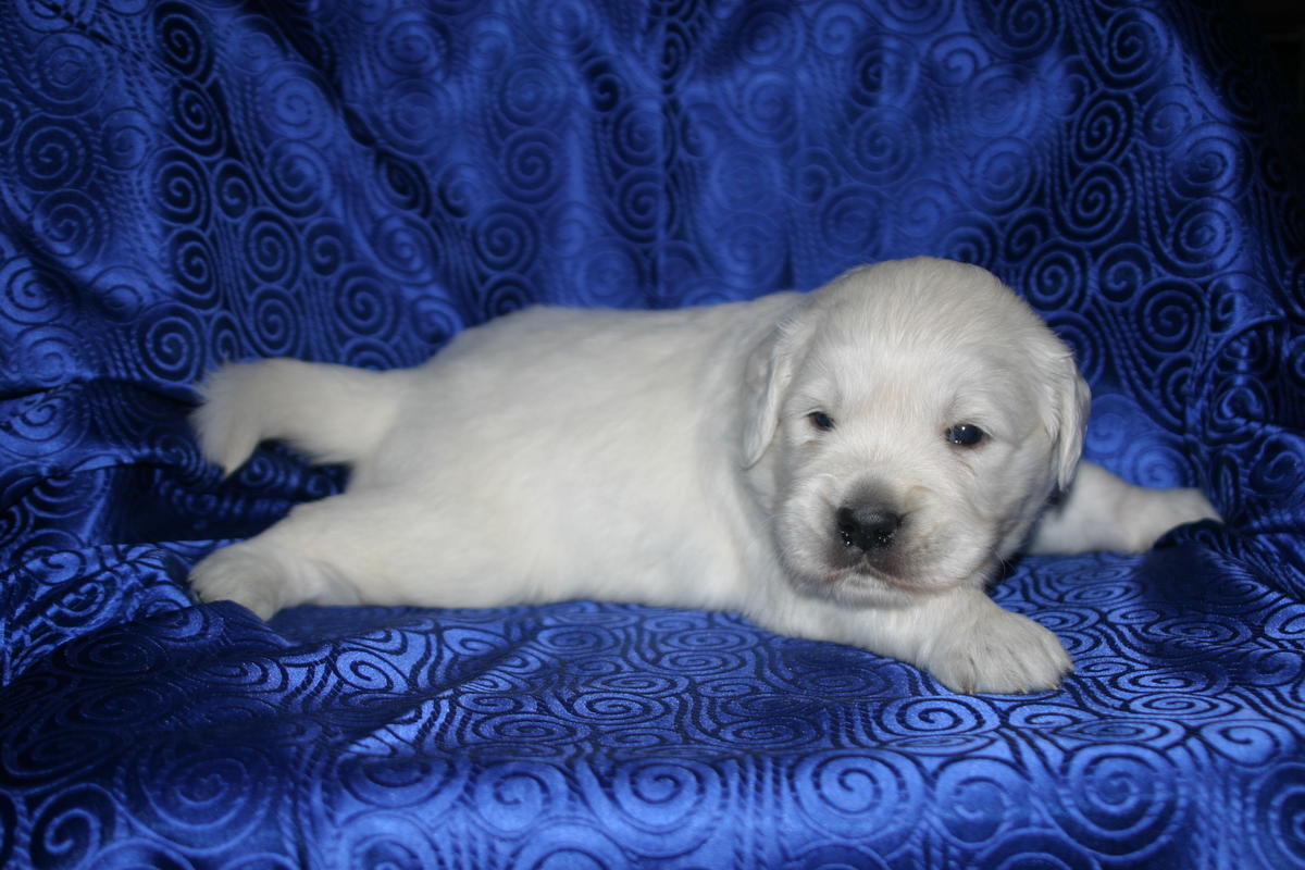 European Cream Golden Retriever Puppies Available in Tuscaloosa Alabama!! Due mid-February!!!