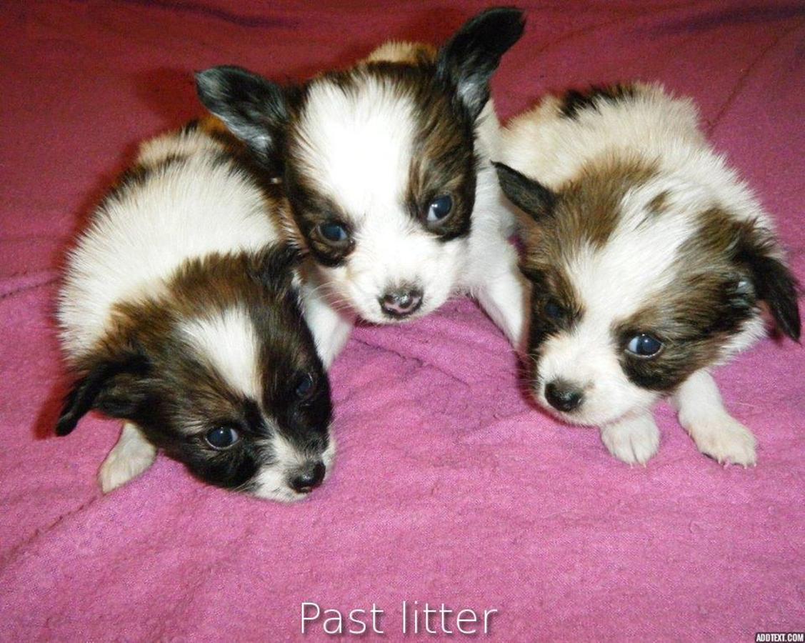 akc & ckc/apri papillon puppies 