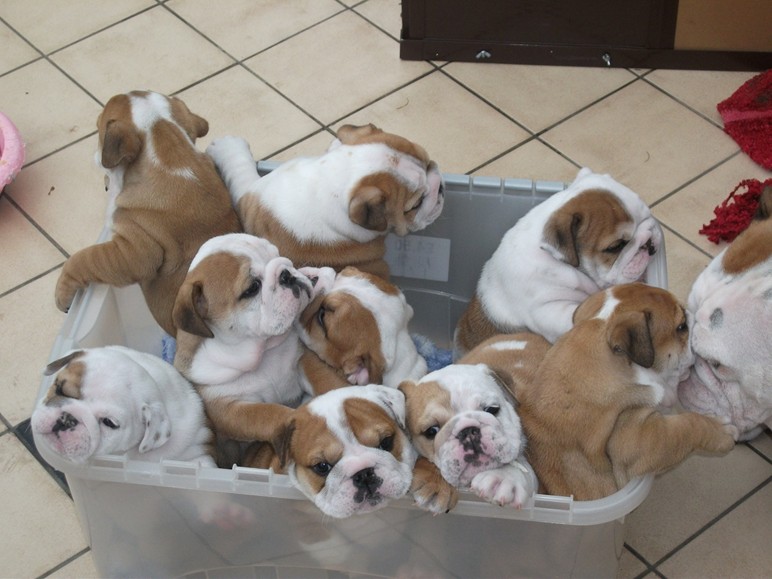 Pedigree Bulldog Puppies.