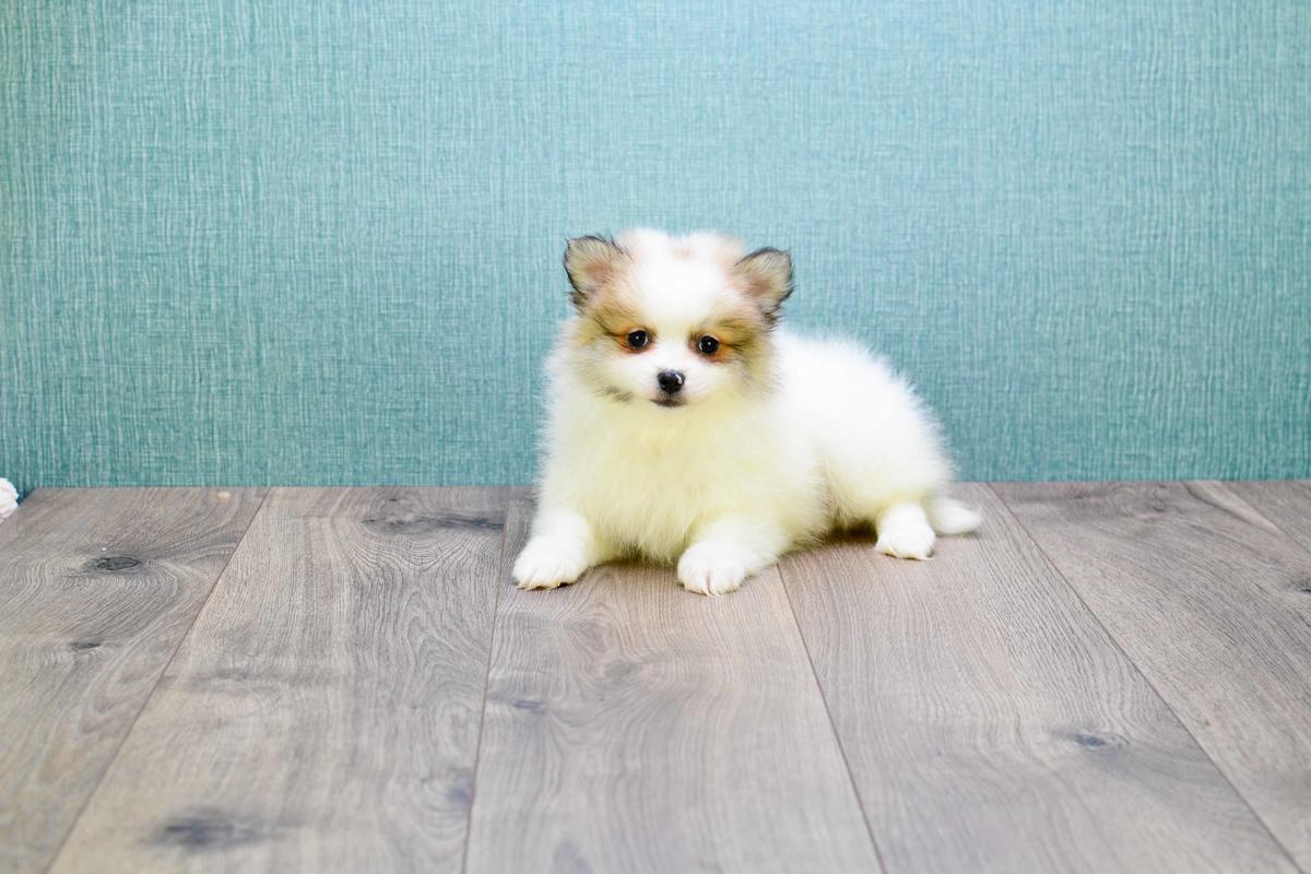 Teacup Pomeranian Puppies for sale