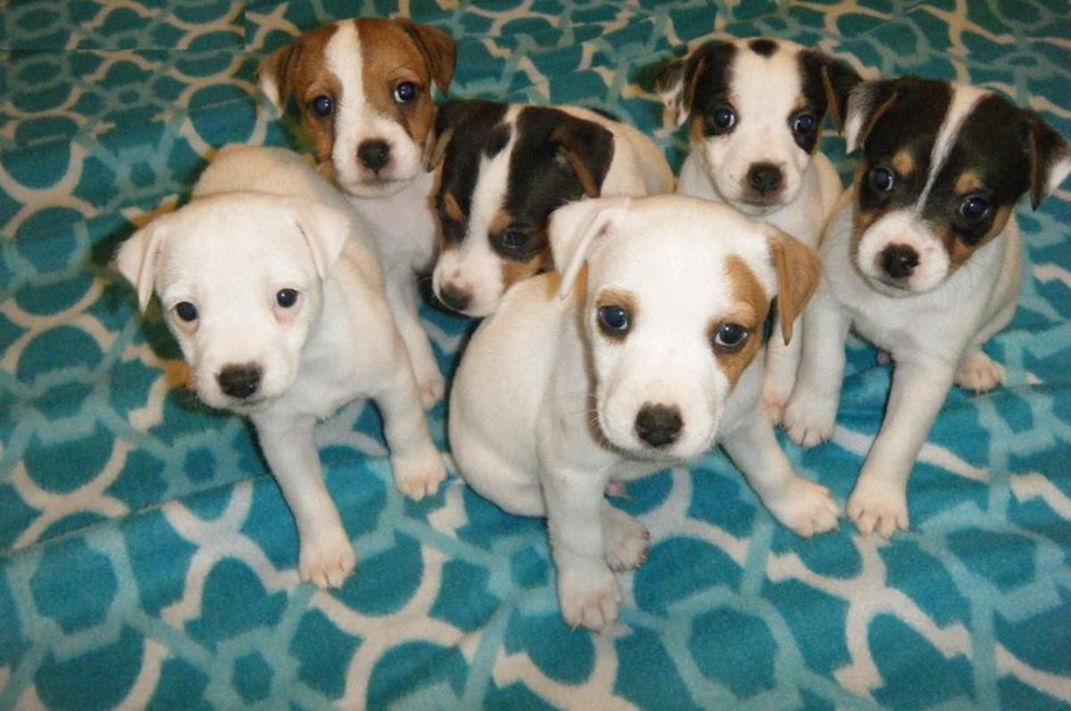 ckc jack russell terrier puppies 