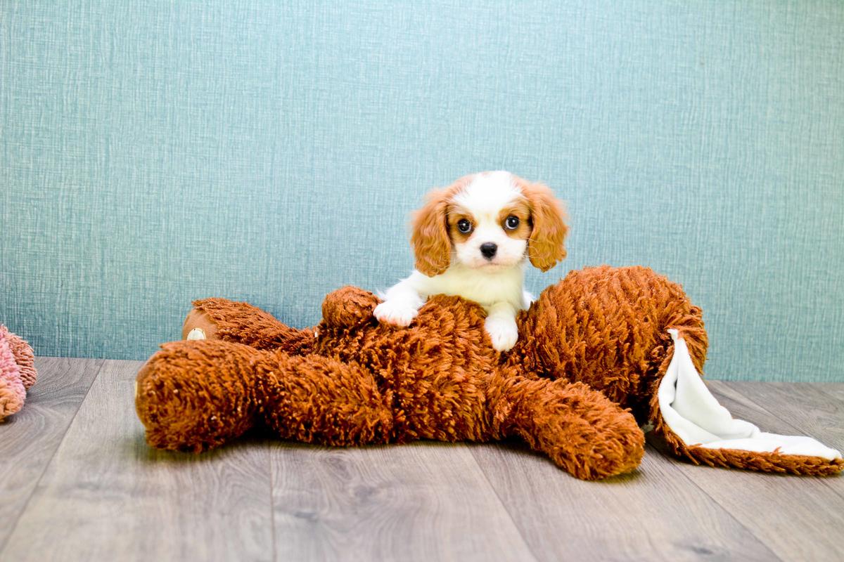 Cavalier King Charles Spaniel Puppies for sale!! Elizabeth