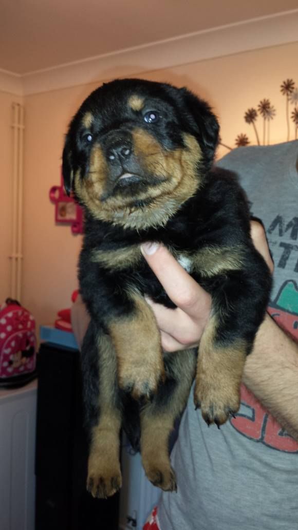 Rottweiler Puppies Available.