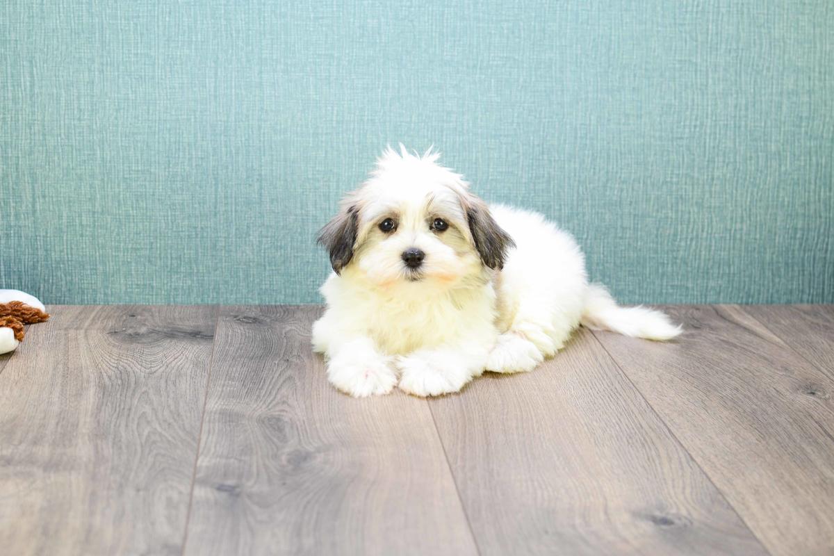 Havanese Puppies for sale!! Petunia 