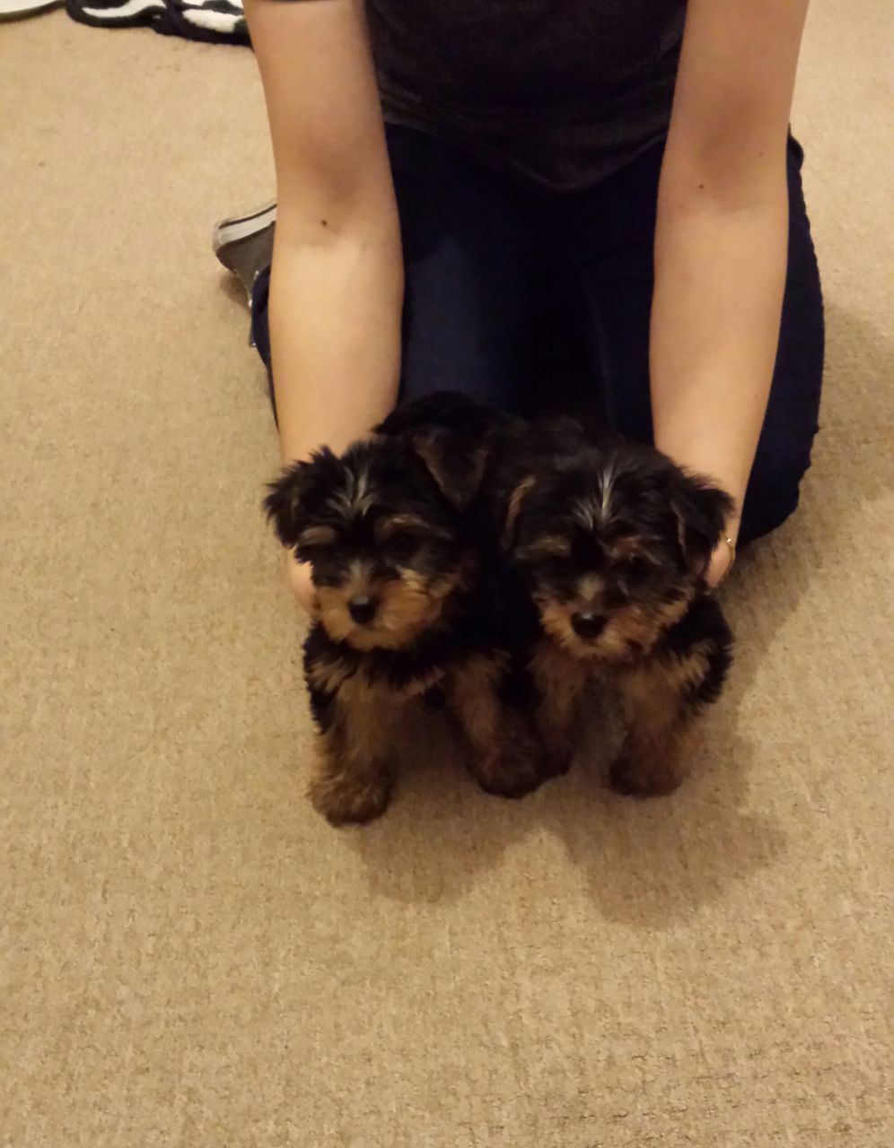 Full Pedigree Yorkshire Terrier Puppies.