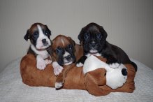Beautiful Boxer Puppies. 