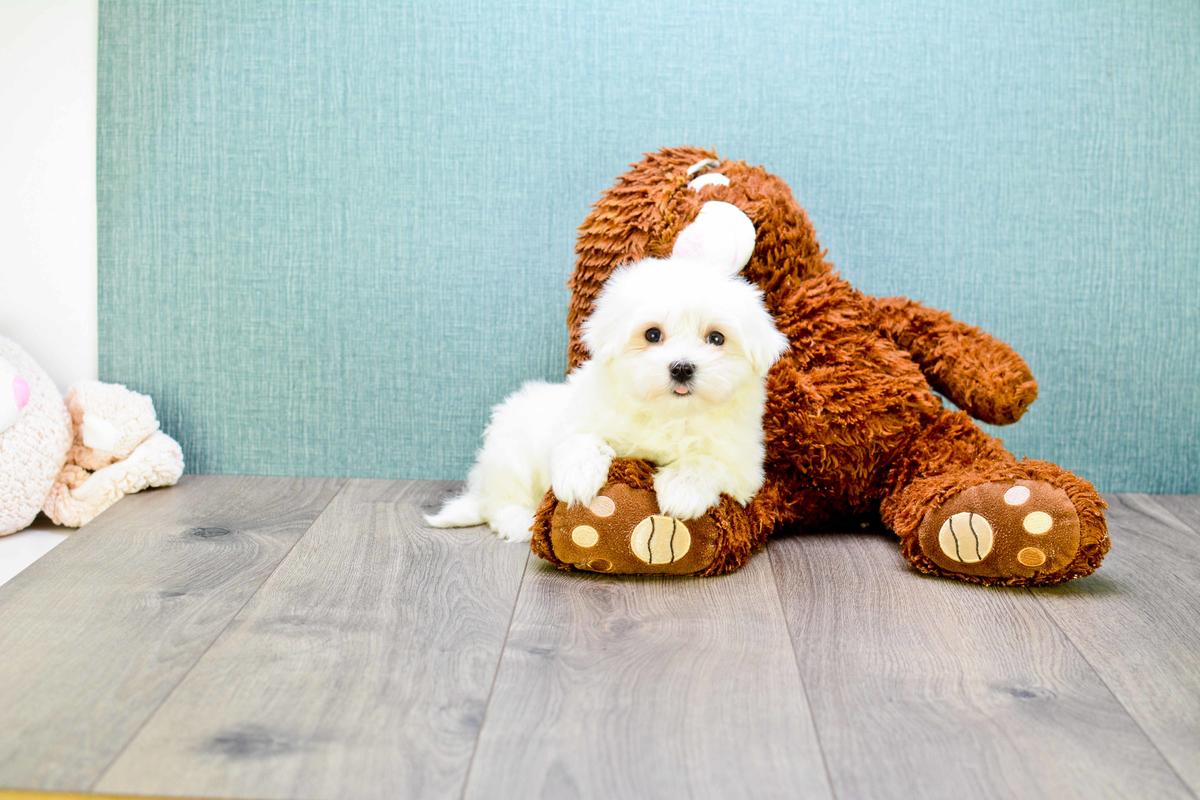 Teacup Maltese Puppies for sale!! Dolly 