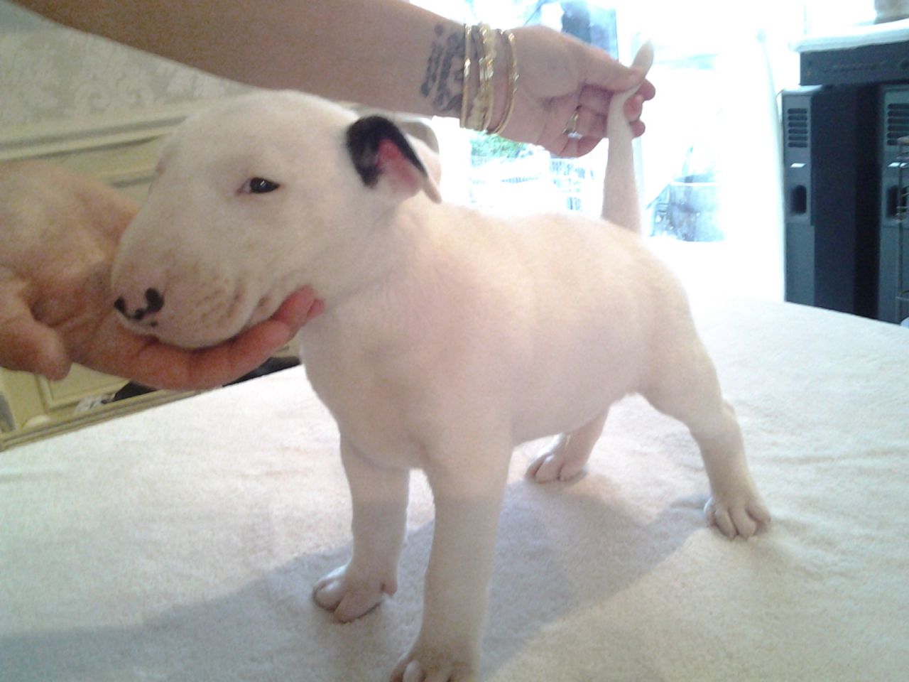  Bull Terrier Puppies.