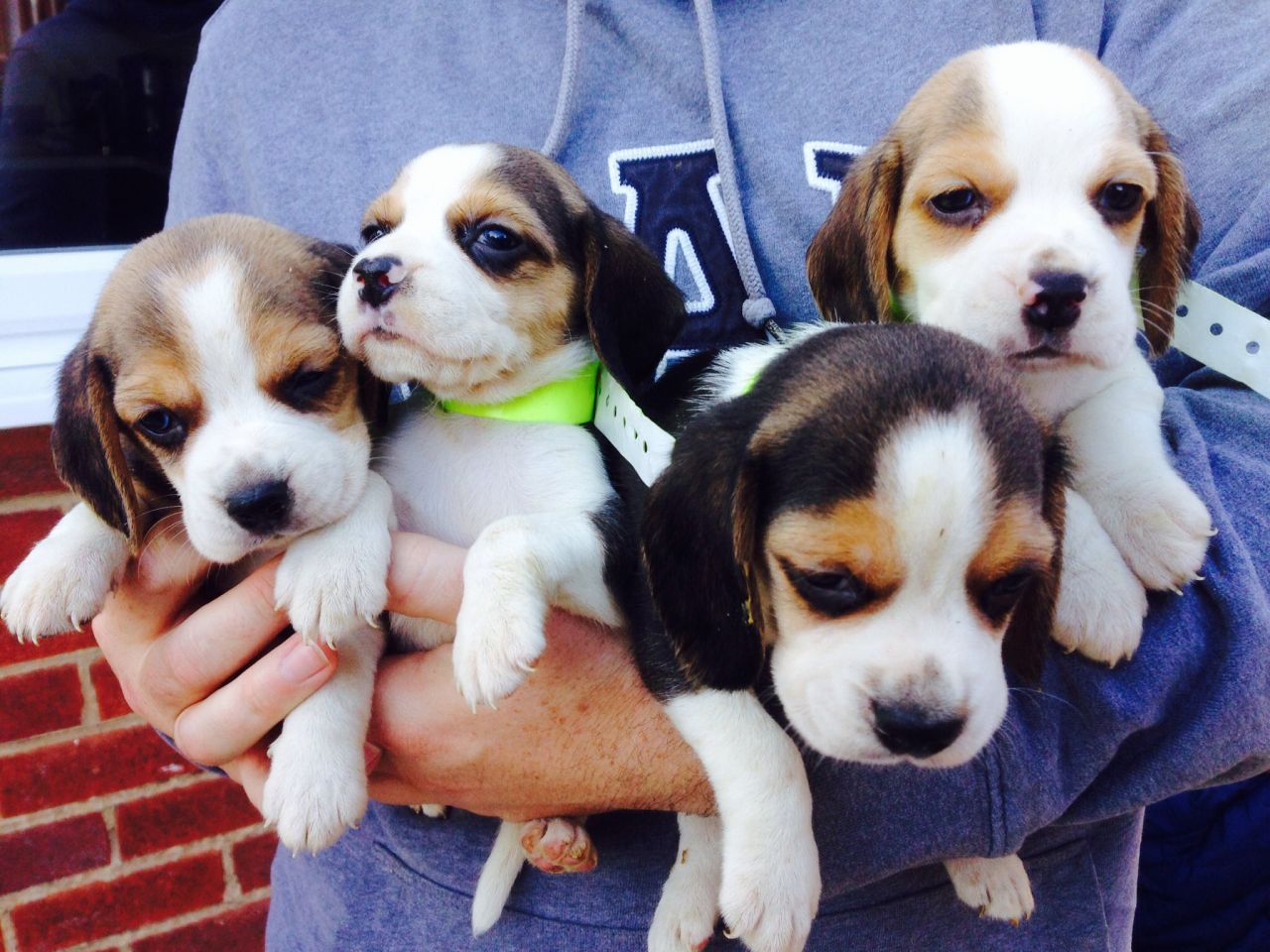 Amazing Litter Of Beagle Puppies.