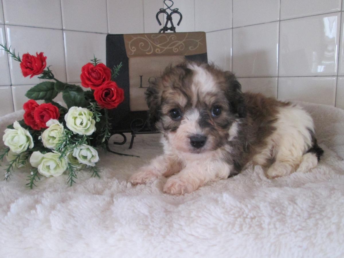  Lenny Cavachon Male 