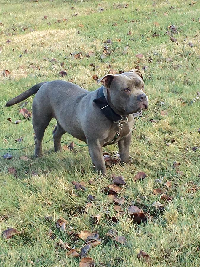  Pocket American bully blue female 