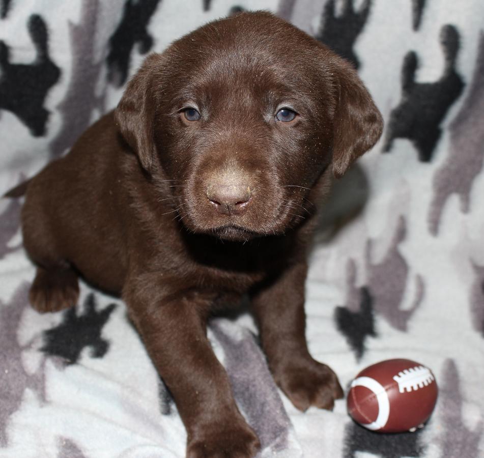  AKC English Chocolate Male Labrador Puppies!! Hunting Champion Bloodlines, Health Guarentee, Vet Exam, Pedigree, 