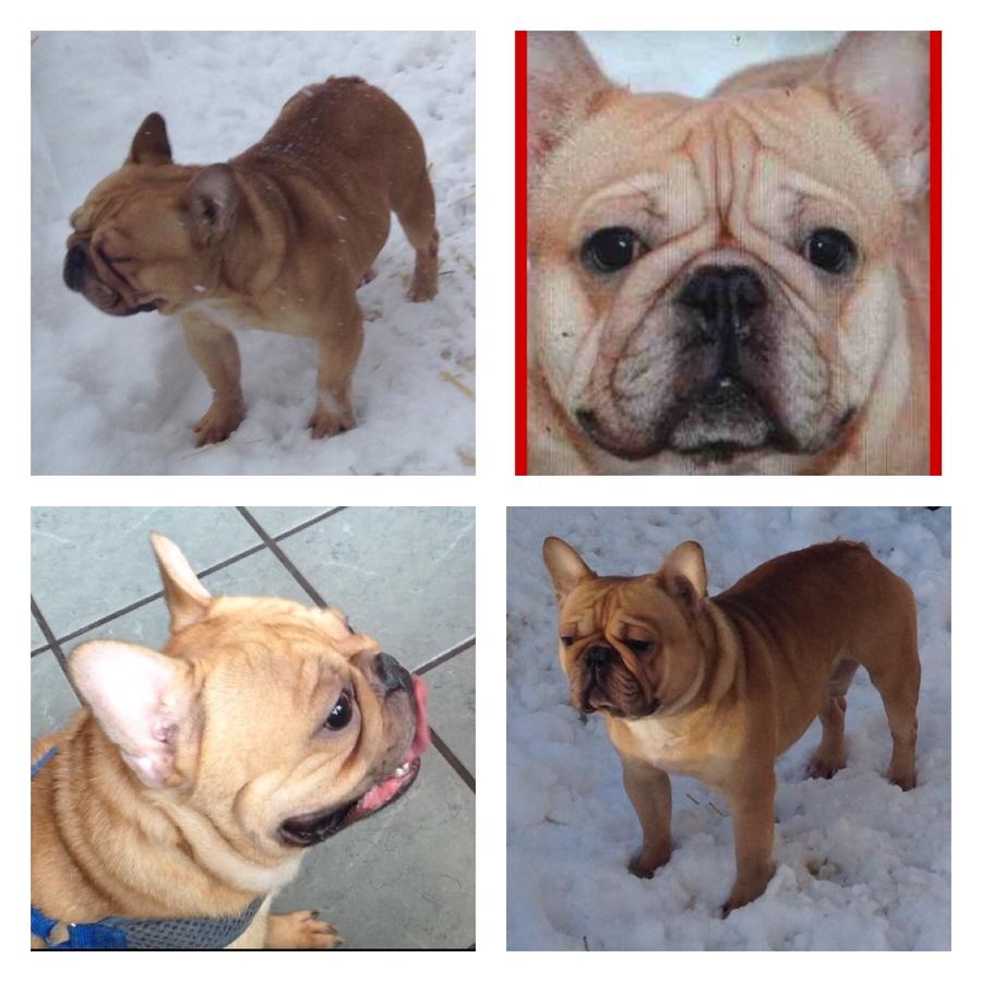  akc french bulldog stud service 