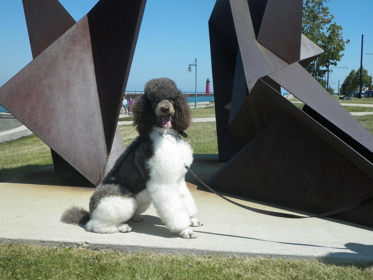  standard poodle for stud-Mr Tango 