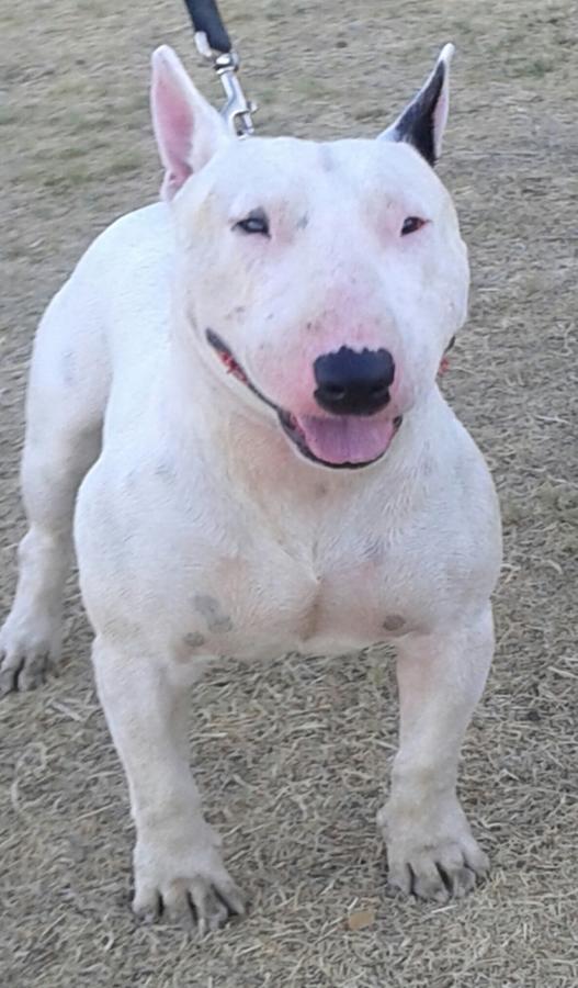  akc english bull terrier up for stud service 