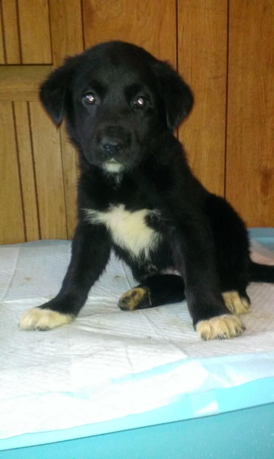  Beautiful Golden Retriever-Lab-Newfoundland Puppies 