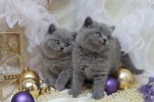 Silver Bengal Kittens