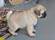  pug puppies