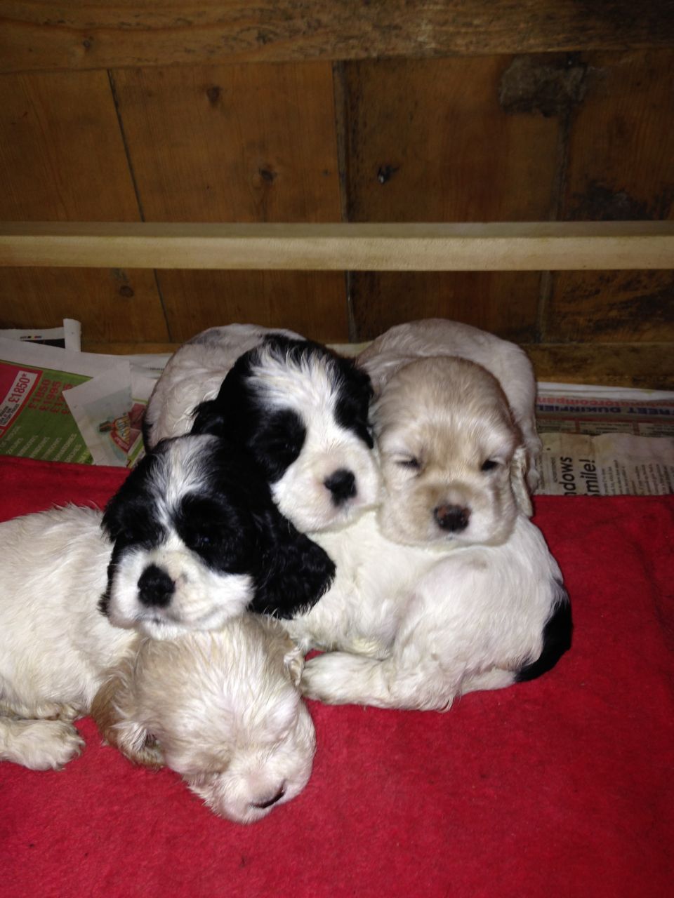 Stunning Litter Of American Cocker Spaniels For Sa