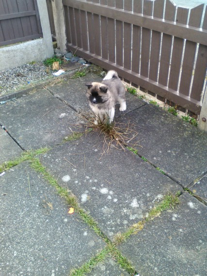 Bear Head Akita Puppies