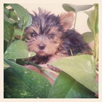 yorkshire terrier breeders hk